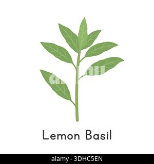Lemon Basil (Ocimum x citriodorum) Flat Cartoon Vector Illustration Isolated on White Background Stock Vector