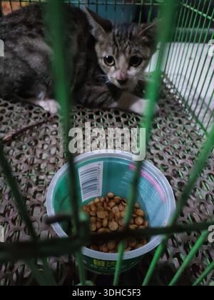 A tabby kitten sits inside a green cage next to a bowl of dry cat food Stock Photo