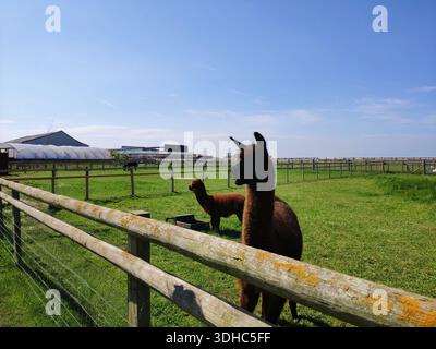 Two Alpacas Standing in a Pasture Behind a Wooden Fence on a Sunny Day Stock Photo