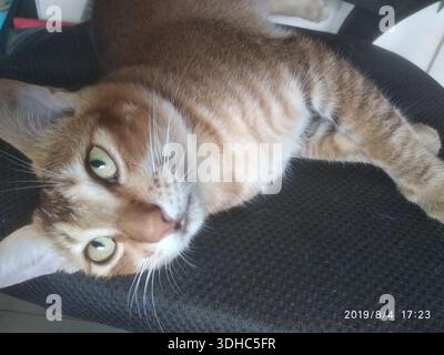 A relaxed orange tabby cat lying on a black chair, gazing upward with wide green eyes Stock Photo