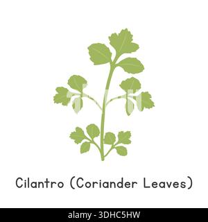 Cilantro (Coriander Leaves) Flat Cartoon Vector Illustration Isolated on White Background. Cilantro Clipart Stock Vector