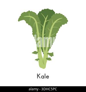 Kale Flat Cartoon Vector Illustration Isolated on White Background. Kale Clipart Stock Vector