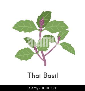 Thai Basil Flat Cartoon Vector Illustration Isolated on White Background. Thai Basil Clipart Stock Vector