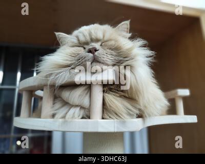 Fluffy Persian Cat Sleeping Peacefully on Wooden Cat Tree Stock Photo