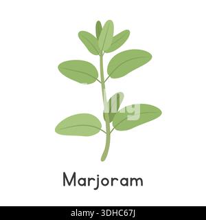 Marjoram Flat Cartoon Vector Illustration Isolated on White Background. Marjoram Clipart Stock Vector