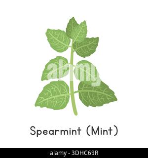 Spearmint (Mint) Flat Cartoon Vector Illustration Isolated on White Background. Spearmint Clipart Stock Vector