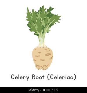 Celery Root (Celeriac) Vector Illustration. Celery Root or Celeriac Cartoon Clipart, Vegetable in Flat Style. Knob Celery, Turnip-rooted Celery Stock Vector