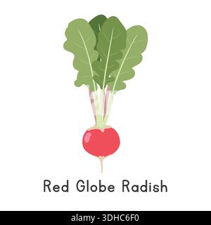 Red Globe Radish Vector Illustration. Red Globe Radish or Red Radish Cartoon Clipart, Vegetable in Flat Style. Also called Table Radish Stock Vector