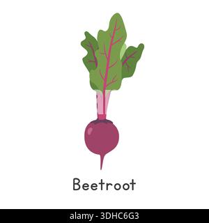 Beetroot Vector Illustration. Beetroot or Beet Cartoon Clipart, Vegetable in Flat Style. Also called Red Beet, Table Beet, Garden Beet, Blood Turnip Stock Vector