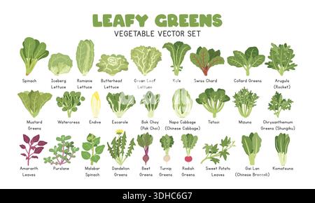 Leafy Greens Vector Illustration Set. Leafy Vegetables Cartoon Clipart Set in Flat Style. Spinach, Lettuce, Kale, Swiss Chard, Collard Greens, Arugula Stock Vector
