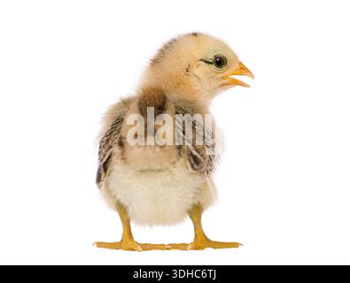 Fluffy baby chick standing with open beak, looking right on a white background, 15 days old Stock Photo
