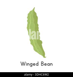 Winged Bean Vector Illustration. Winged legume or Psophocarpus tetragonolobus Cartoon Clipart, Vegetable in Flat Style. Also called Cigarillas Stock Vector