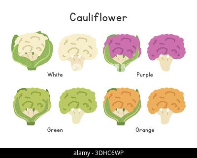 Cauliflower Vector Illustration Set. Multicolor Cauliflower Cartoon Clipart Set in Flat Style. White, Purple, Orange, and Green Cauliflower Stock Vector