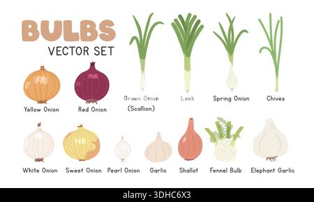 Bulbs Vector Illustration Set. Bulbs Cartoon Clipart Set in Flat Style. Onions, Scallion, Leek, Spring Onion, Chives, Garlic, Shallot, Fennel Bulb Stock Vector