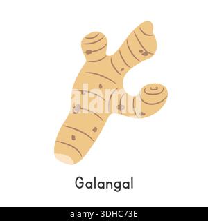 Galangal Vector Illustration. Galangal Cartoon Clipart, Vegetable in Flat Style. Also called Siamese Ginger, Thai Ginger, Laos Root, Lengkuas Stock Vector