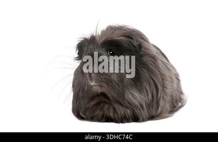 Dark gray long haired domestic guinea pig sitting facing camera on white background Stock Photo