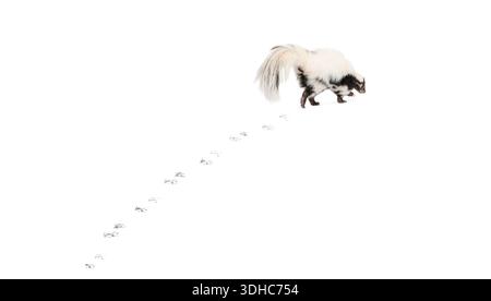 Striped skunk, Mephitis Mephitis, walking left on white background, creating a line of paw prints Stock Photo