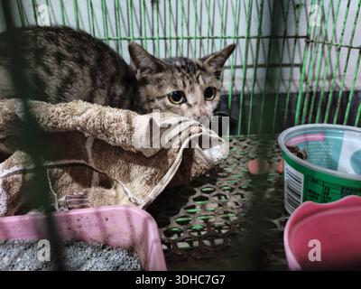 Sad tabby cat hiding in a cage with blanket, looking out through bars Stock Photo