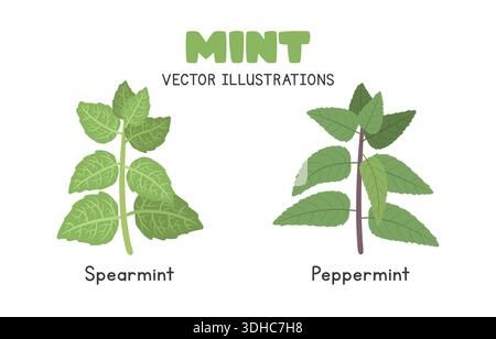 Mint Vector Illustration Set. Types of Mint Cartoon Clipart Set in Flat Style. Spearmint and Peppermint, Herbs Flat Vector Design Stock Vector