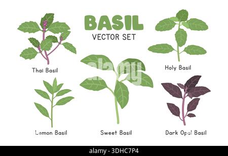 Basil Vector Illustration Set - Sweet, Thai, Lemon, Holy and Dark Opal Varieties. Herbal Cartoon Clipart Set in Flat Style. Vegetables Flat Vector Stock Vector