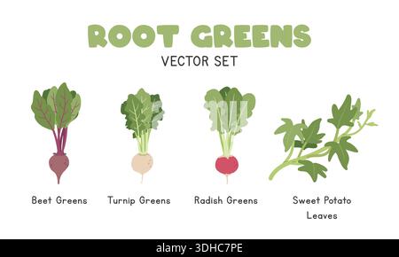 Root Greens Vector Illustration Set. Root Green Cartoon Clipart Set in Flat Style. Beet Greens, Turnip Greens, Radish Greens, Sweet Potato Leaves Stock Vector