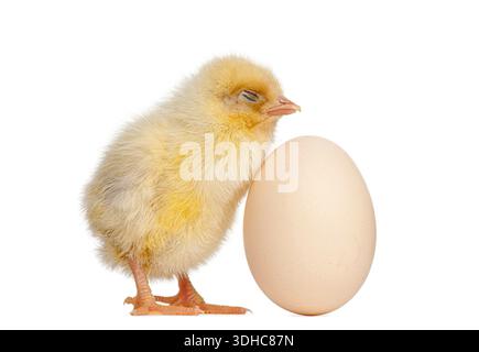 Young yellow chicken standing and resting head on a light brown egg Stock Photo