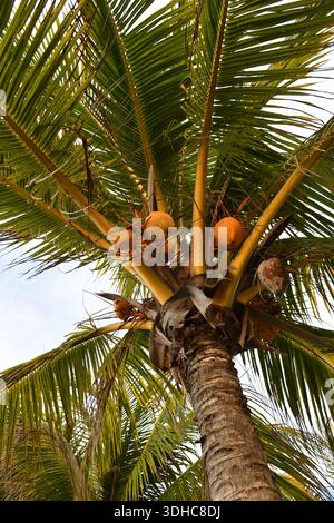 Coconut palm tree with ripe coconuts viewed from below Stock Photo