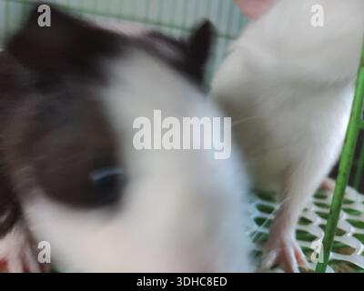 Close-up of a black-and-white guinea pig and a white rat in a cage Stock Photo