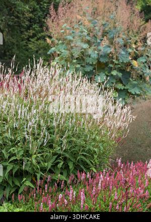 Kerzen-Knöterich (Persicaria amplexicaulis 'Alba') Stock Photo