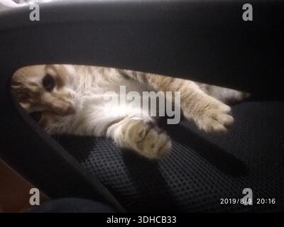 A relaxed tabby cat lounging on a car seat, peeking through the headrest Stock Photo