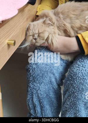 A fluffy Persian cat peacefully sleeping on a person's lap Stock Photo