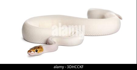 pied spider Royal python resting on a clean white backdrop Stock Photo