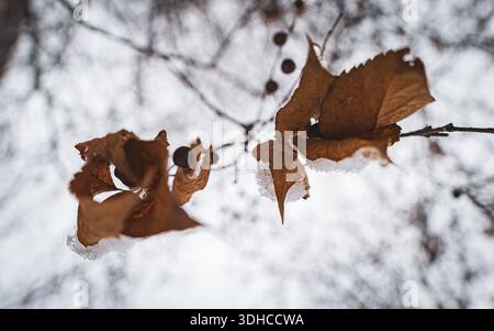 Close-up winter leaf from a frog's perspective, icy veins and golden hues in a low-angle nature photo Stock Photo