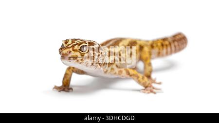 Albinos stripped Leopard gecko posing on a white backdrop, capturing its distinctive spotted skin Stock Photo
