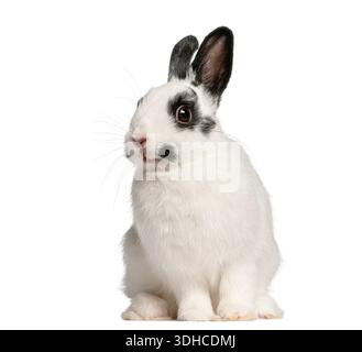 Cute white Dalmation rabbit with black spots sitting in a studio Stock Photo
