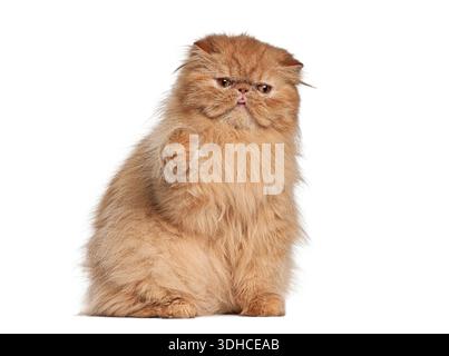 Red persian cat sitting and raising its paw against white background Stock Photo