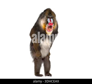 Mandrill, Mandrillus sphinx, primate standing and yawning against a white background Stock Photo
