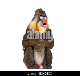Mandrill monkey mouth open hi-res stock photography and images - Alamy