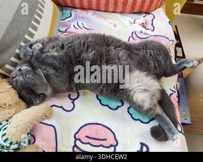 Gray cat sleeping peacefully on a colorful blanket with stuffed toy nearby Stock Photo