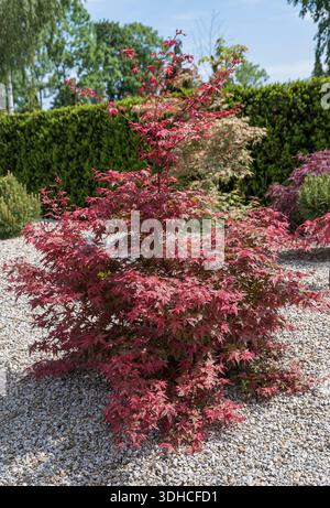 Fächer-Ahorn (Acer palmatum 'Deshôjô') Stock Photo