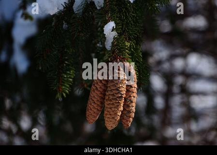 Three pine cons Stock Photo
