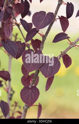 Kuchenbaum (Cercidiphyllum japonicum 'Rotfuchs') Stock Photo