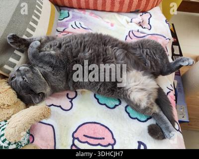 A gray cat lounging on its back on a colorful blanket, cuddling with a stuffed toy Stock Photo