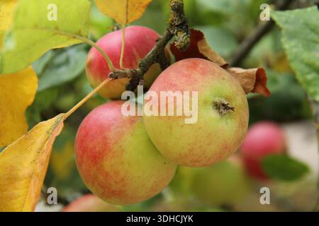 Three Healthy Apples on an Orchard Fruit Tree. Stock Photo