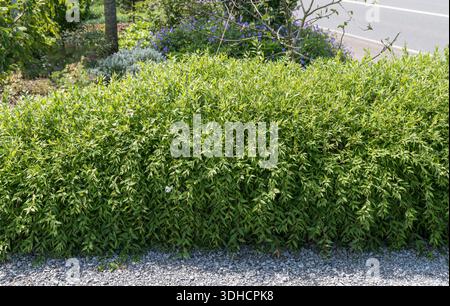 Zierliche Deutzie (Deutzia gracilis 'Nikko') Stock Photo