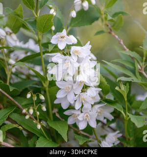 Zierliche Deutzie (Deutzia gracilis) Stock Photo