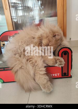Fluffy Persian Cat Sleeping on Red Cat Scratcher Stock Photo