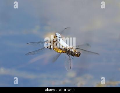 Broad-bodied Chaser Dragonfly (Libellula depressa) pair mating in flight in mid-air, Herefordshire, England, May Stock Photo