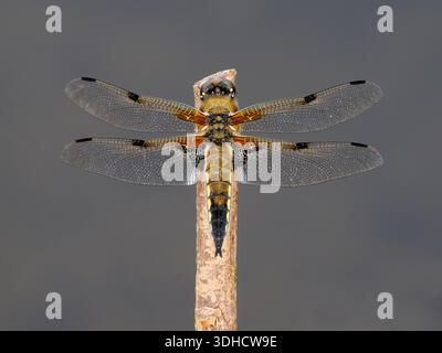 Broad-bodied Chaser Dragonfly (Libellula depressa) adult resting perched on dead vegetation, Norfolk, England, June Stock Photo