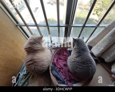 Two Cats Sitting on a Window Sill, Gazing Out the Glass Door Stock Photo